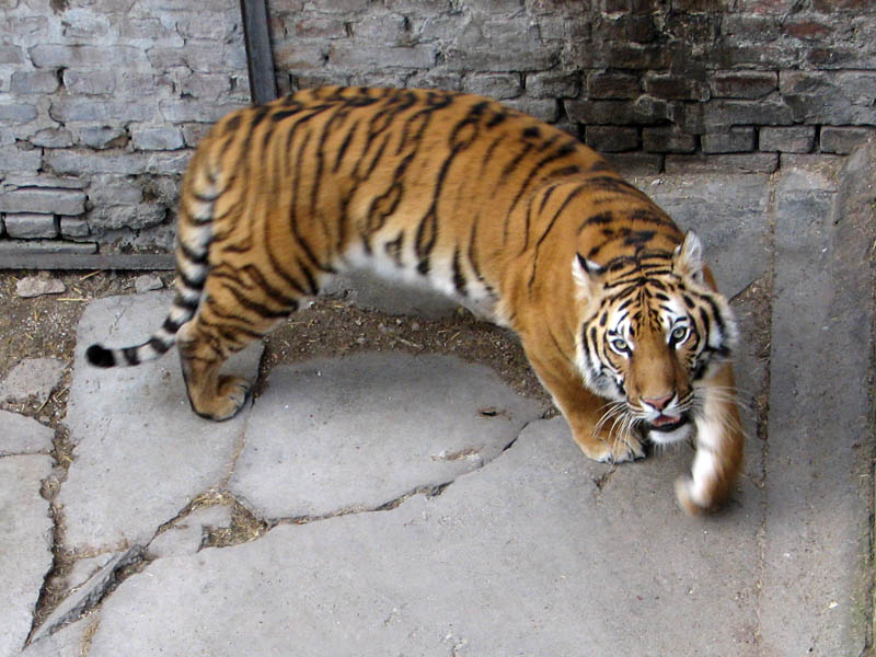 Zoo 331