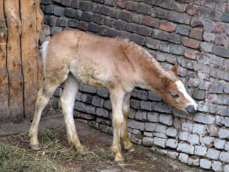 Zoo 340