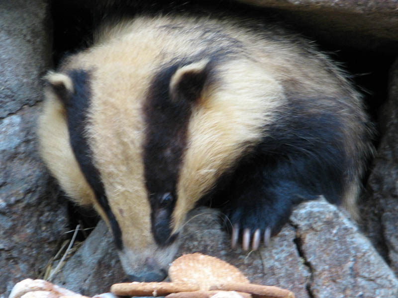 Zoo 343