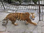 Zoo 329