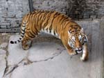 Zoo 331