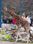 Zoo 354