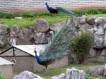 Zoo 365